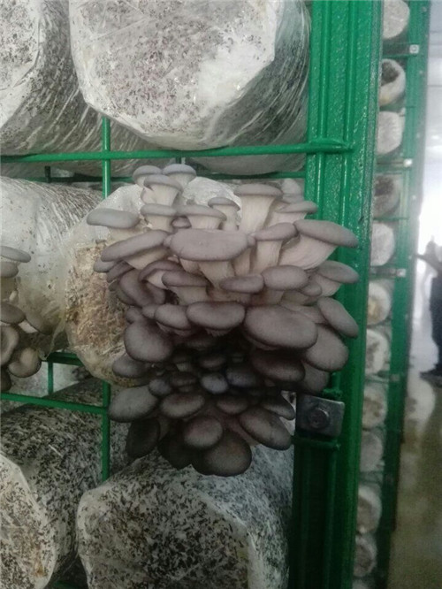 小型工厂恒温菇房食用菌出菇网格架